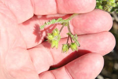 Pholistoma auritum auritum