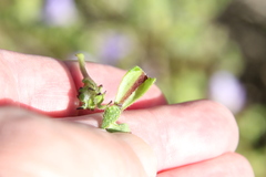 Pholistoma auritum auritum