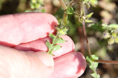Pholistoma auritum auritum