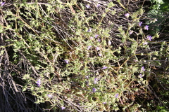 Pholistoma auritum auritum