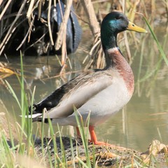 Anas platyrhynchos