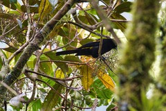Cacicus chrysonotus