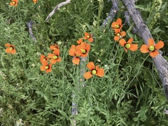 Papaver heterophyllum