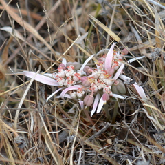 Euphorbia radians