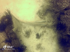 Leopard Shark