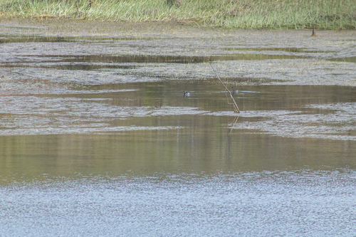 Mexican Grebe