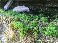 Stellaria fontinalis