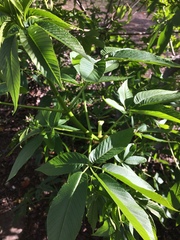 Aesculus californica