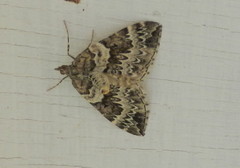 Eulithis explanata