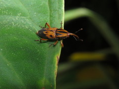 Metamasius hemipterus