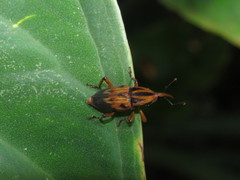 Metamasius hemipterus