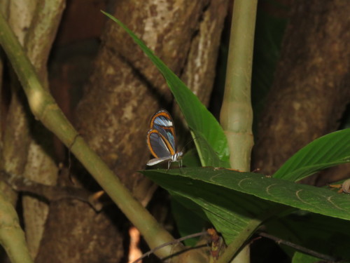 Napeogenes sylphis