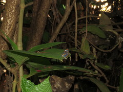 Napeogenes sylphis