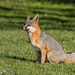 Gray Fox - Photo (c) Greg Lasley, some rights reserved (CC BY-NC)