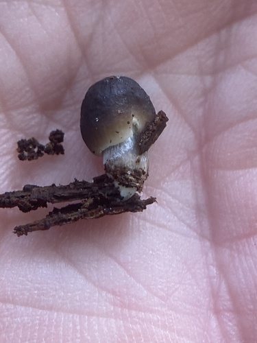 Mycena inclinata (Photo 2 of 2)