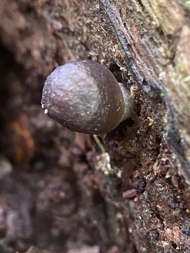 Mycena inclinata