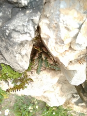 Asplenium ceterach image