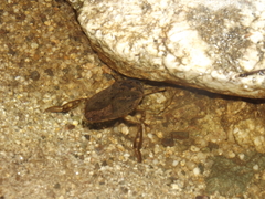 Nepoidea