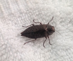 Poecilonota