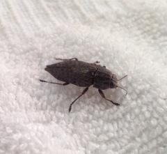 Poecilonota