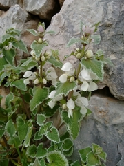 Lamium moschatum
