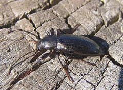 Helopini