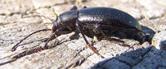 Helopini