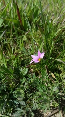 Romulea rosea australis