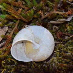 Helminthoglypta hertleini