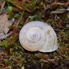 Helminthoglypta hertleini