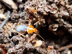 Amphasia interstitialis