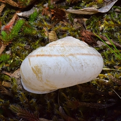 Helminthoglypta hertleini