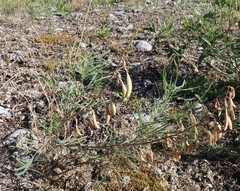 Astragalus australis