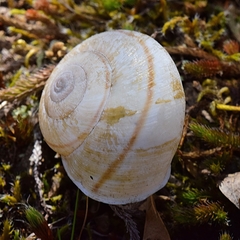 Helminthoglypta hertleini