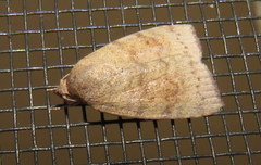 Austrocarea iocephala