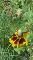 Ratibida columnifera