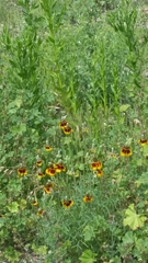 Ratibida columnifera