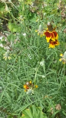 Ratibida columnifera