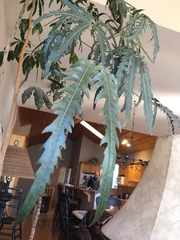 Plerandra elegantissima
