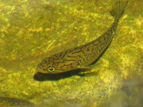 Cape kurper (Sandelia capensis) — Anabantidae