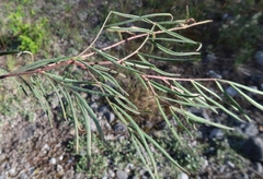 Astragalus australis