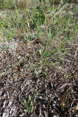 Astragalus australis