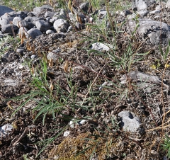 Astragalus australis