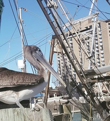 Pelecanus occidentalis
