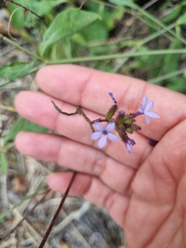 Image of Plumbago pulchella by (c) ASRS, some rights reserved (CC BY)