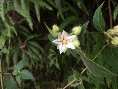 Solanum didymum