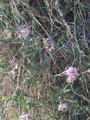Funastrum