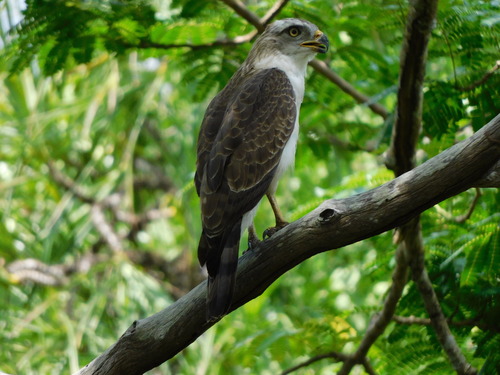 Western Banded Snake-Eagle