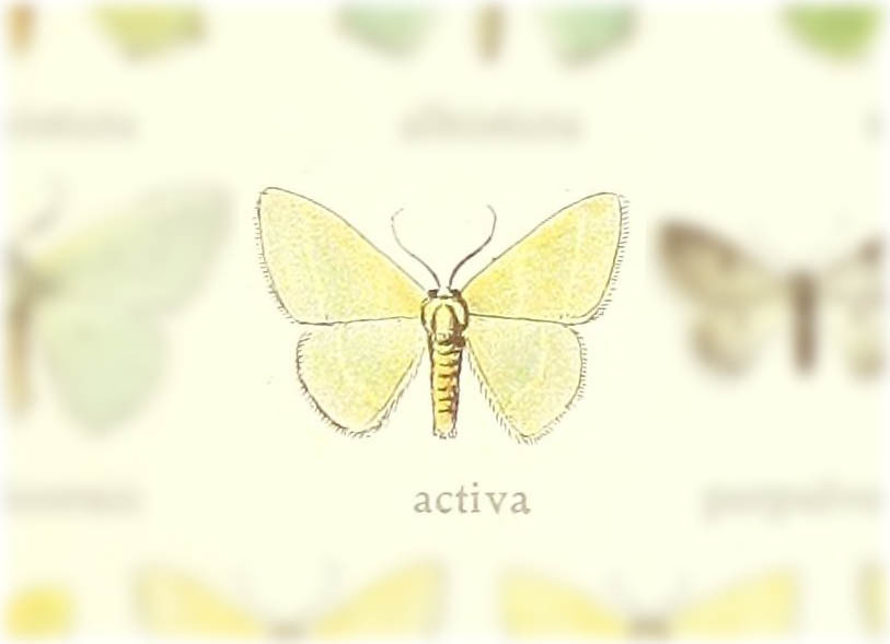 Neromia activa