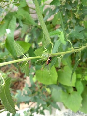 Dysdercus albofasciatus